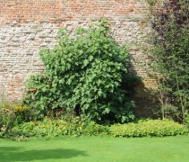 Ficus carica tegen een warme zuidmuur