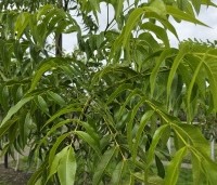 Carya illinoinensis 'Wichita' - Pecannoot Wichita - 2
