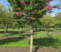 Lagerstroemia indica 'Rosea' - Indische sering - 3