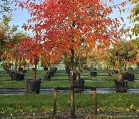 Nyssa sylvatica - Zwarte tulepoboom - 3