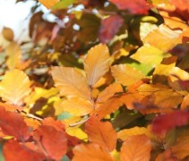 Fagus sylvatica 'Atropunicea' in herfstkleuren