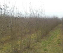 Ligustrum ovalifolium solitair 200-250. 80 cm breed