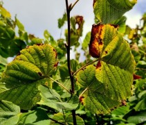 Tilia platyphyllos
