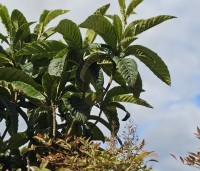 Eriobotrya japonica - Japanse Wolmispel - 1