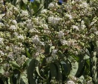 Heptacodium miconioides - Zevenzonenboom - 6