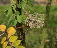 Aralia elata - Engelenboom - 1
