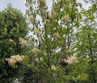 Syringa pekinensis 'Gimborn's China Pearl' - Chinese sering 'Gimborn's China Pearl' - 1