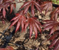 Acer palmatum 'Trompenburg' - Japanse Esdoorn 'Trompenburg' - 1