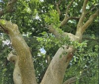 Zelkova serrata - Japanse Zelkova - 3