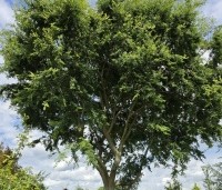 Zelkova serrata - Japanse Zelkova - 2