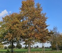 Quercus palustris - Moeraseik - 3