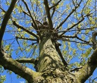 Tilia tomentosa - Zilverlinde - 3
