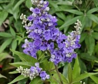 Vitex agnus-castus - Monnikenpeper - 1