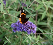 Buddleja davidii 'Nanho Blue'