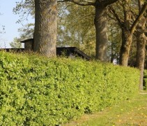 Crataegus monogyna