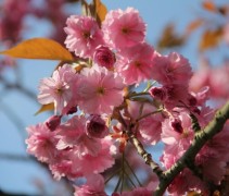 Prunus serrulata 'Kanzan' bloesem
