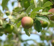Malus domestica 'Summerred'