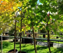Paulownia fortunei 'Fast Blue'