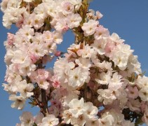 Prunus serrulata 'Amanogawa'