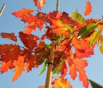 Quercus rubra