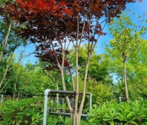 Acer palmatum 'Shojo Nomura'