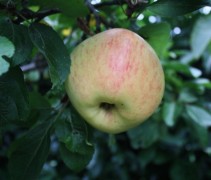 Appel Glorie van Holland
