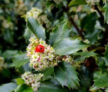 Ilex meservae 'Blue Princess' 