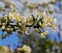 Malus Toringo 'Tina - Dwerg sierappeltje - 2