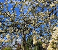 Malus Toringo 'Tina - Dwerg sierappeltje - 1