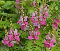 Indigofera heterantha - Indigostruik - 1