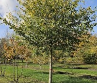 Sycoparrotia semidecidua - Schijnparrotia - 3