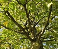 Sycoparrotia semidecidua - Schijnparrotia - 2