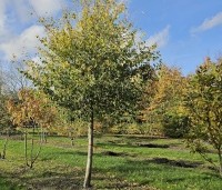 Sycoparrotia semidecidua - Schijnparrotia - 1
