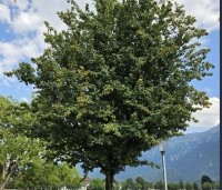 Acer campestre - Veldesdoorn - hoogstamboom