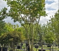Albizia julibrissin - Perzische slaapboom - 1