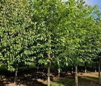 Juglans regia 'Bella Maria' - Walnoot 'Bella Maria' - 10