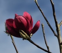 Magnolia 'Watermelon' - Magnolia 'Watermelon' - 1