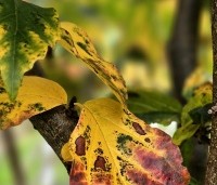 Parrotia persica 'Bella' - Perzisch IJzerhout - 3