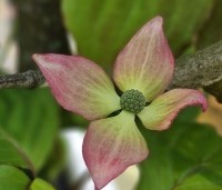 Cornus satomi - Kornoelje - 1