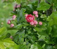 Crataegus leavigata 'Paul's Scarlet' - Rode Meidoorn - 3