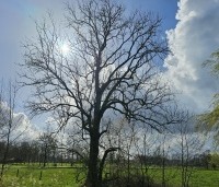 Fraxinus excelsior - Es - 1
