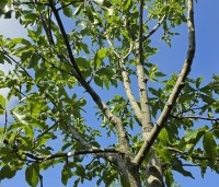 Castanea sativa 'Lyon' - Castanea sativa 'Lyon' - 1