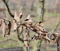 Carpinus betulus - Haagbeuk - 5