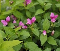 Chelone obliqua - Schildpadbloem - 1