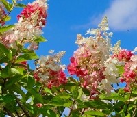 Hydrangea paniculata 'Pinky Winky' - Pluimhortensia 'Pinky Winky' - 1