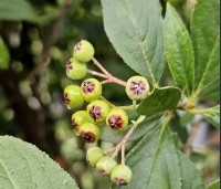 Aronia arbutifolia 'Brilliant' - Appelbes  'Brilliant' - 1