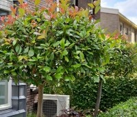 Photinia fraseri 'Red Robin'  - Glansmispel - 2