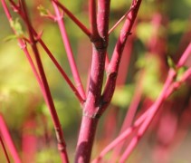 Acer palmatum Sangokaku