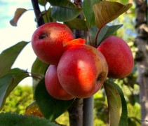 Malus domestica 'Red Lane'