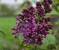 Syringa vulgaris 'Ruhm von Horstenstein' - Sering 'Ruhm von Horstenstein' - 1